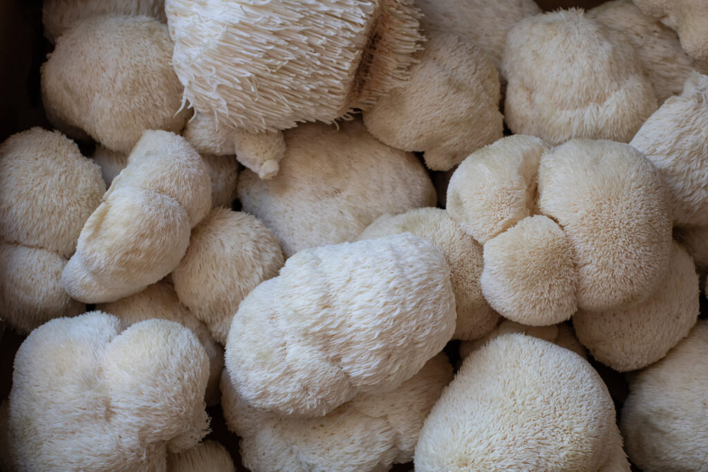 Harvested fresh Lions mane mushrooms closeup
